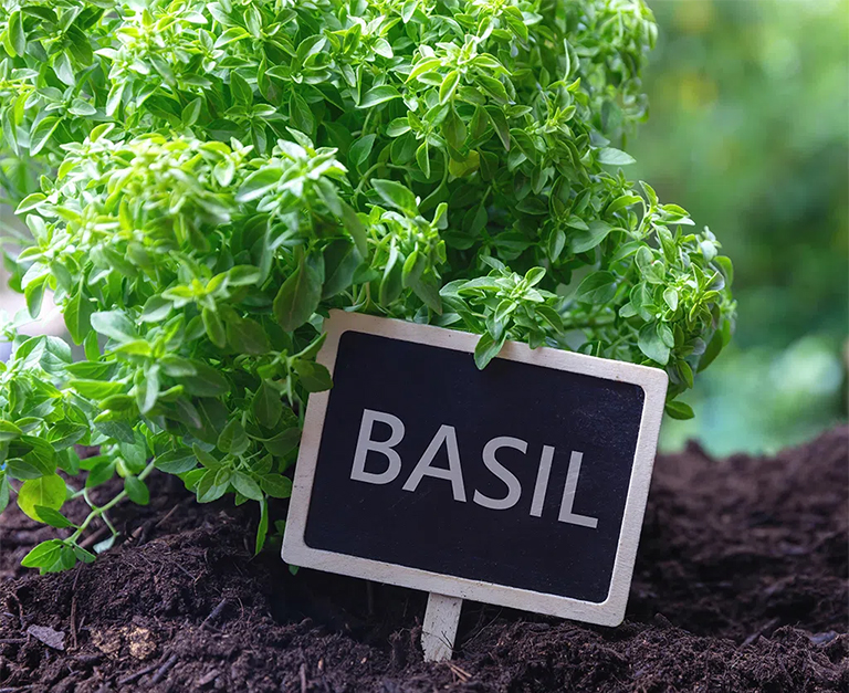 Basil Properly